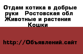Отдам котика в добрые руки - Ростовская обл. Животные и растения » Кошки   